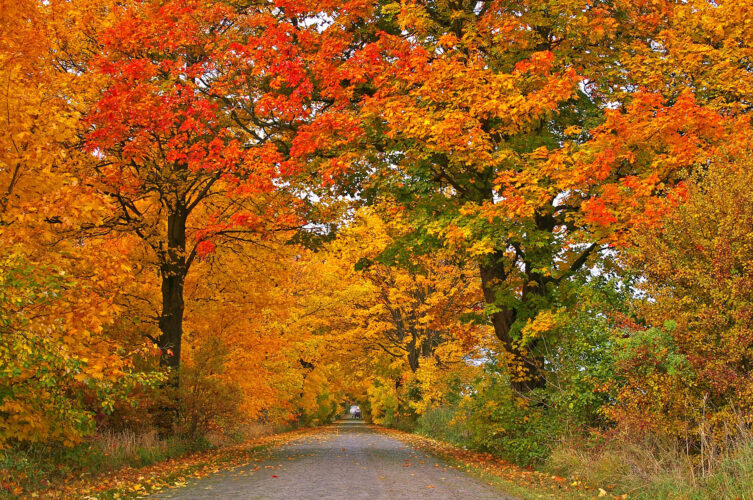 Autumn Color, Viewing Andromeda Galaxy, and Other Late Fall Events